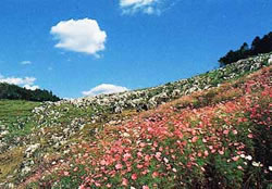 ナウマンカルスト