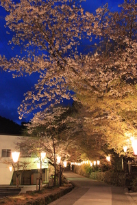 牧野公園の桜