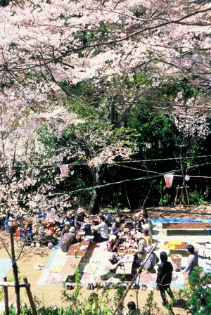 牧野公園の桜