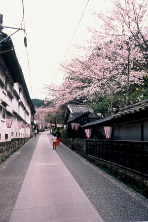 牧野公園の桜