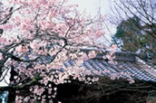 青源寺庭園