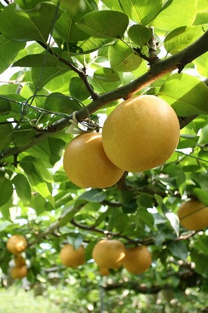 新高梨
