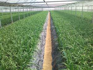 ハウス栽培中のニラ