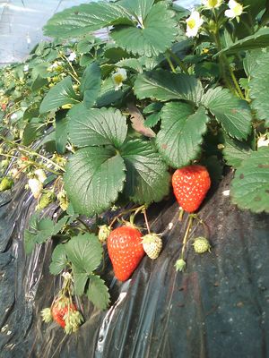 ハウス栽培中のいちご