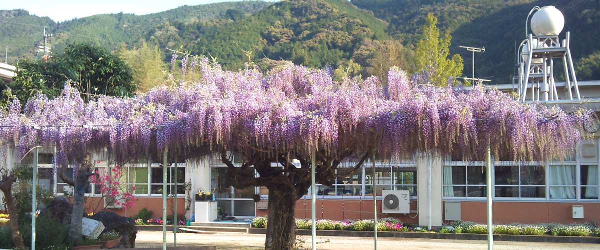 佐川町立黒岩小学校 藤棚